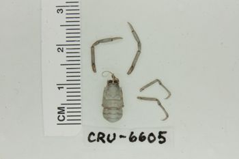 Media type: image;   Invertebrate Zoology CRU-6605 Description: Preserved specimen.;